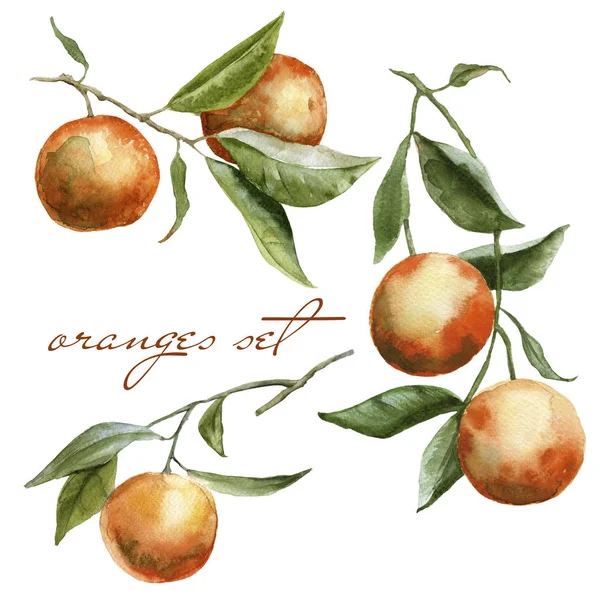 Větve s pomeranči v sadě. Izolované na bílém pozadí. — Stock fotografie