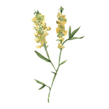 Kır çiçekleri. Beyaz arka plan üzerinde izole. 