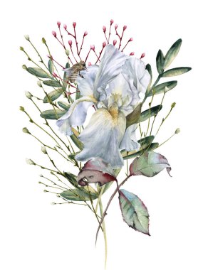 Iris çiçeği. Beyaz arka plan üzerinde izole. 