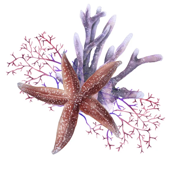 Starfish. Isolated on white background. — Stock Photo, Image