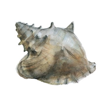 deniz kabuğu. Beyaz arka plan üzerinde izole. 