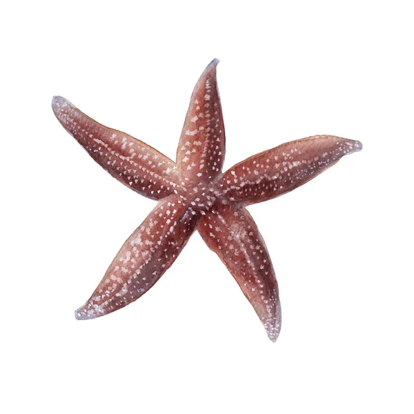 Starfish. Isolated on white background. — Stock Photo, Image