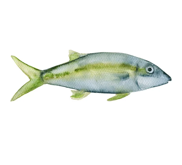 Sea fish. Isolated on white background. — Stock Photo, Image