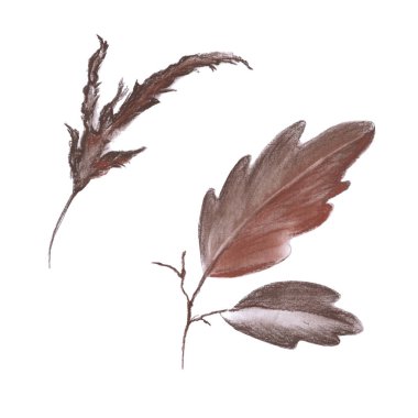 Kır çiçeği. Beyaz arka plan üzerinde izole.