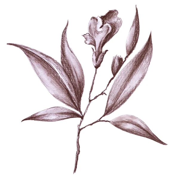 Άγριο λουλούδι. Απομονωμένα σε λευκό φόντο. — Φωτογραφία Αρχείου