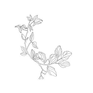 Muhteşem renk desen. Beyaz arka plan üzerinde izole.