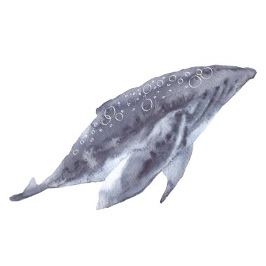 Deniz balinası. Beyaz arka planda yalıtılmış. 