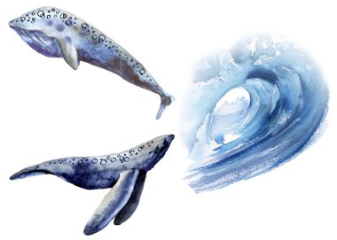 Deniz balinası ile ayarlayın. Beyaz arka planda yalıtılmış.