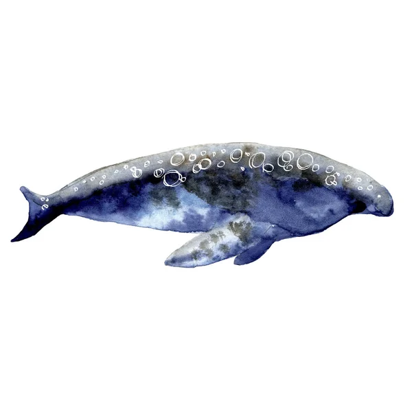 Balena marina. Isolato su sfondo bianco . — Foto Stock