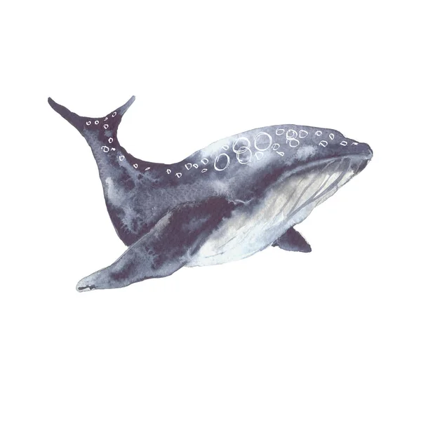 Balena marina. Isolato su sfondo bianco . — Foto Stock