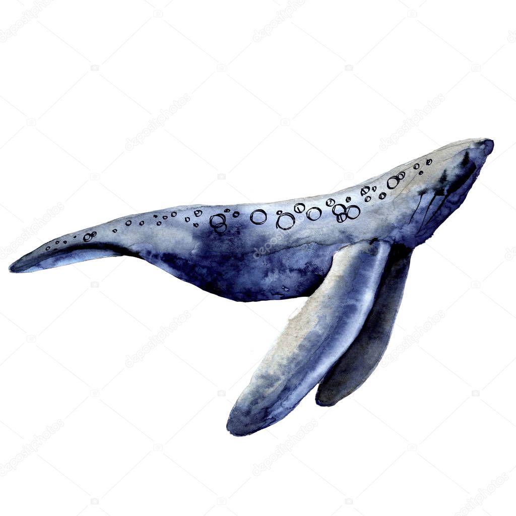 Sea whale. Isolated on a white background. 