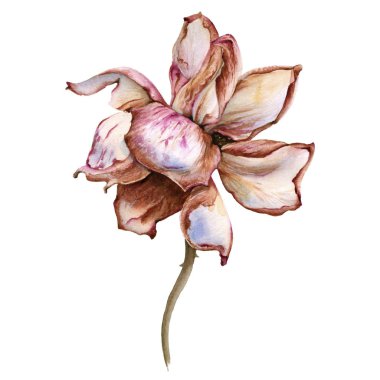 Gül çiçeği. Beyaz arkaplanda izole.