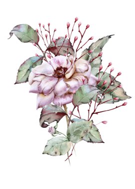 Gül çiçeği. Beyaz arkaplanda izole.