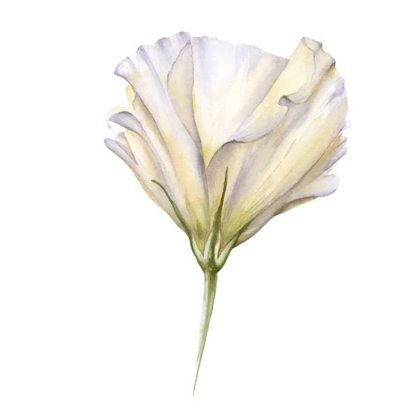Bílá růže. Eustoma. Izolováno na bílém pozadí. — Stock fotografie