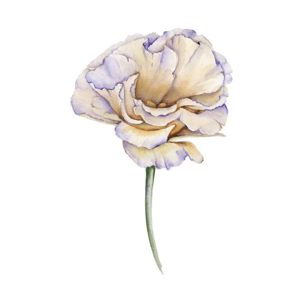 Bílá růže. Eustoma. Izolováno na bílém pozadí. — Stock fotografie