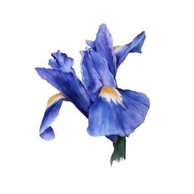 İris çiçeği elementi. İzole suluboya çizimi.