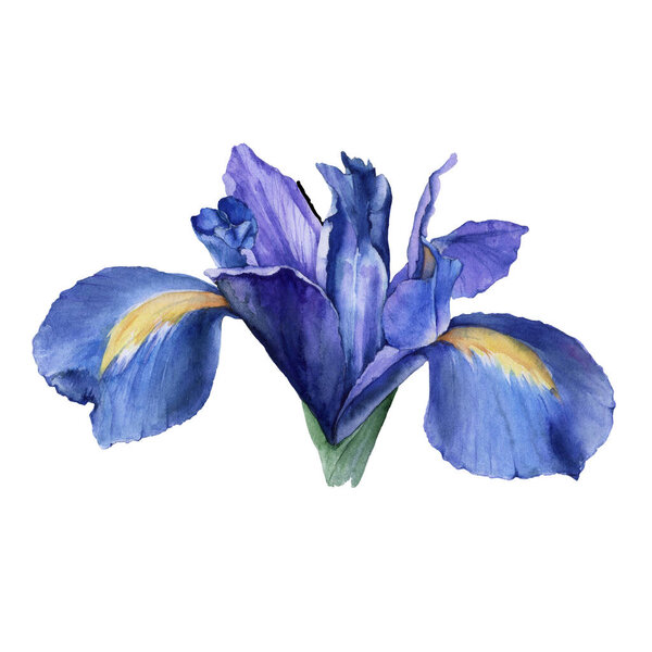 Element of iris flowers. Isolated watercolor illustration.