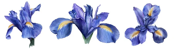 Element der Irisblüten. Vereinzelte Aquarell-Illustration. — Stockfoto