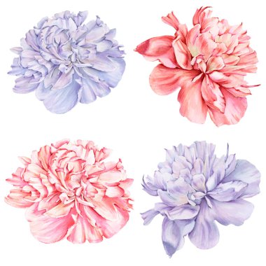 Şakayık çiçekleri. İzole çizim.