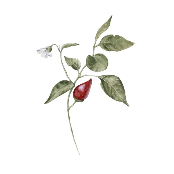 Τσίλι πιπέρι σε ένα κλαδί. Απομονωμένα σε λευκό φόντο. — Φωτογραφία Αρχείου