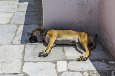 Büyük bir köpek evinin Oia şehir Santorini Adası üzerinde dar bir sokakta gölgede uyuyor.