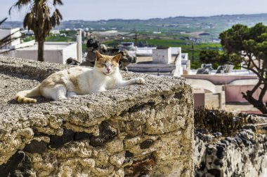 Küçük dağ köyü Yunan bir evde taş duvar gölgede dinlenmek sokak kedi.