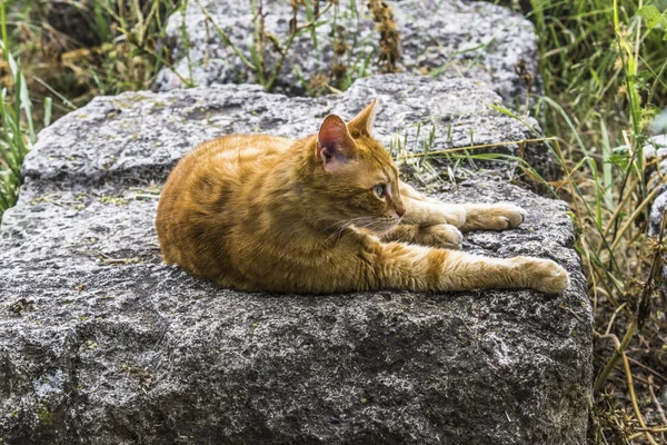 Stray cats rest on the ancient stones of the ancient Parthenon in the evening hours in the sunset sun. Wanting to cool down, they occupy the pedestals of ancient statues and blocks of marble left over from the ancient temple.