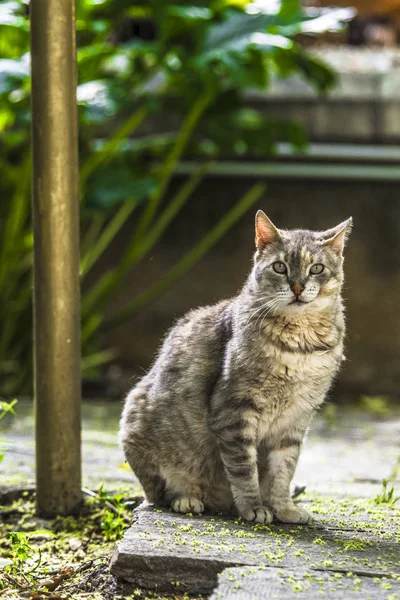 Gatti Randagi Riposano Sulle Antiche Pietre Dell Antico Partenone Nelle — Foto Stock