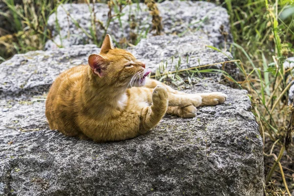 Gatti Randagi Riposano Sulle Antiche Pietre Dell Antico Partenone Nelle — Foto Stock