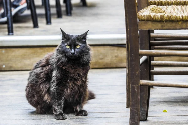 Gatti Randagi Riposano Sulle Antiche Pietre Dell Antico Partenone Nelle — Foto Stock