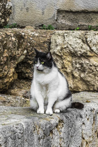 Stray cats rest on the ancient stones of the ancient Parthenon in the evening hours in the sunset sun. Wanting to cool down, they occupy the pedestals of ancient statues and blocks of marble left over from the ancient temple.