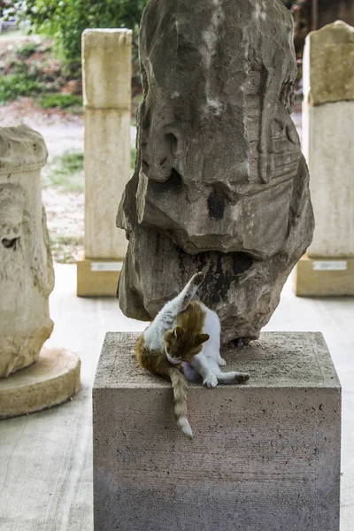 Stray cats rest on the ancient stones of the ancient Parthenon in the evening hours in the sunset sun. Wanting to cool down, they occupy the pedestals of ancient statues and blocks of marble left over from the ancient temple.