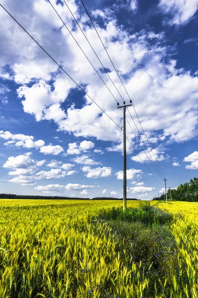 麦田的无边田野伸向地平线 积雨云划过田野上空的蓝天 在磁场的边缘是一个在木杆上的电源线 — 图库照片