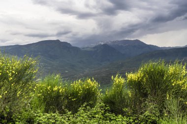 Dağ yolu Yunanistan orta kısmında pas geçer ve çok sayıda sarı çiçekler güzel Bush'larda çevrilidir. Fırtına bulutları dağların ve çok yakında bu üzerinde kalınlaşmış yağmur yağacak.
