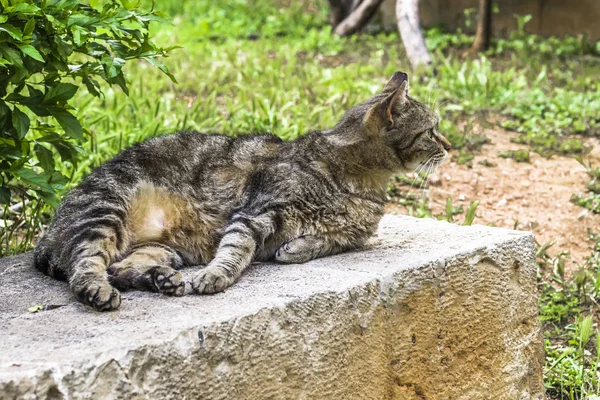 Gatos Selvagens Descansam Sobre Pedras Antigas Antigo Partenon Nas Horas — Fotografia de Stock