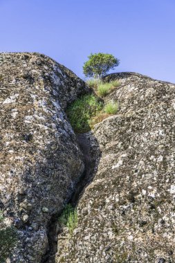Bir dağ merkezi Yunanistan'da bir granit kaya üzerine yalnız bir ağaç yetişir.
