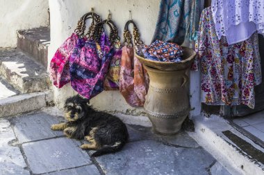 Santorini Adası üzerinde küçük bir sokak dükkan eşiğinde dinlenme küçük tüylü köpek