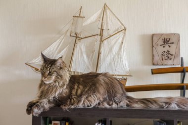 Bir büyük Maine Coon Kedi bookshelf Yelkenli modeli yanında yatıyor.