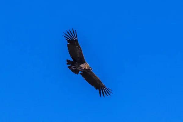 Duże Condor Znajduje Się Nad Głęboki Wąwóz Rosnących Prądy Powietrza — Zdjęcie stockowe