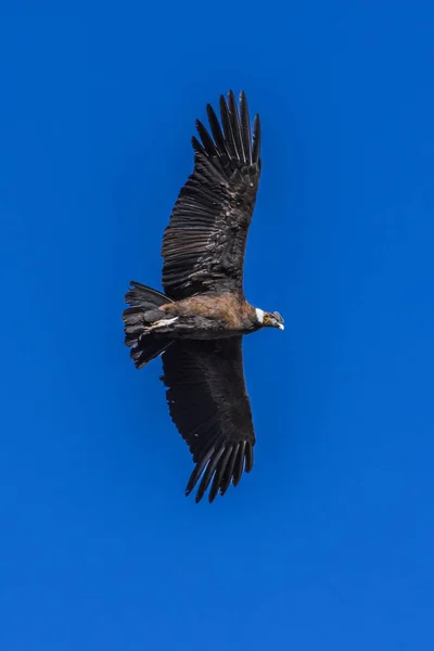 Ein Großer Kondor Schwebt Über Einer Tiefen Schlucht Den Aufsteigenden — Stockfoto