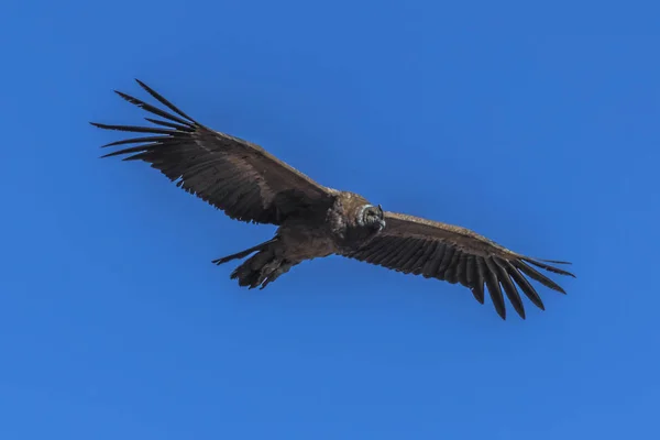 Grande Condor Aleggia Una Profonda Gola Nelle Correnti Aria Che — Foto Stock