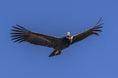 Resmin büyük Condor, sabah güneşi sıcak ışınları sayesinde ısıtılır yükselen hava akımları içinde derin bir geçit üzerine.