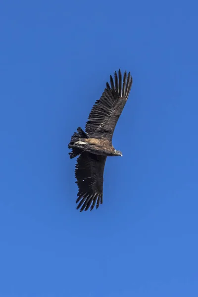 Een Grote Condor Zweeft Boven Een Diepe Kloof Stijgende Luchtstromen — Stockfoto