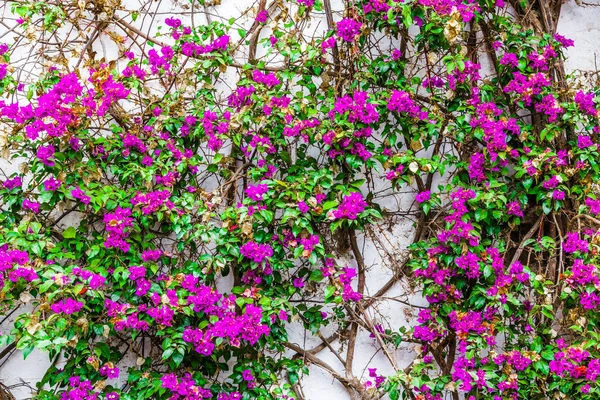 Curly flowers on the wall of an old house in the capital of Peru-Lima