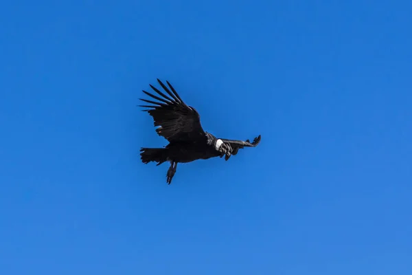 Large Condor Hovers Deep Gorge Rising Air Currents Which Heated — Stock Photo, Image