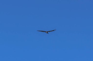 Resmin büyük Condor, sabah güneşi sıcak ışınları sayesinde ısıtılır yükselen hava akımları içinde derin bir geçit üzerine.