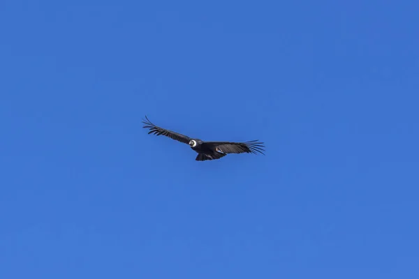 Ένα Μεγάλο Condor Αιωρείται Πάνω Από Βαθύ Φαράγγι Στα Αυξανόμενα — Φωτογραφία Αρχείου