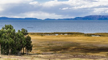 Titicaca Gölü kıyısında aşağı nadir ağaçlar sazlık Vadisi ile büyümüş.