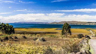 Titicaca Gölü kıyısında aşağı nadir ağaçlar sazlık Vadisi ile büyümüş.