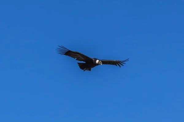 Velké Condor Vznáší Nad Hlubokou Propastí Stoupající Vzdušné Proudy Které — Stock fotografie